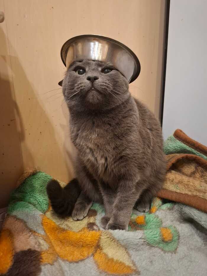 Мой хозяин идиот