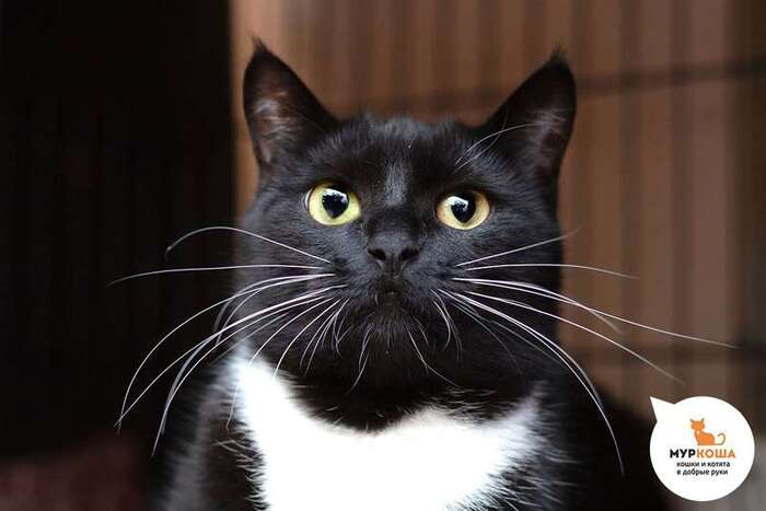 Кошка Анималиста