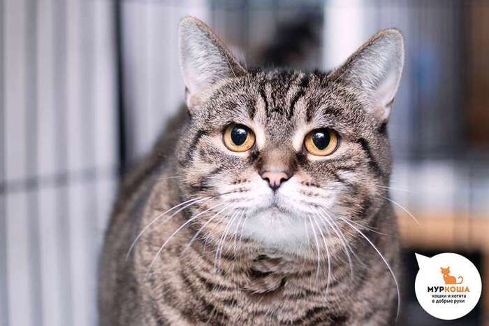 Кошка Арьяна