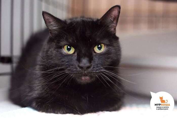 Кошка Блэра