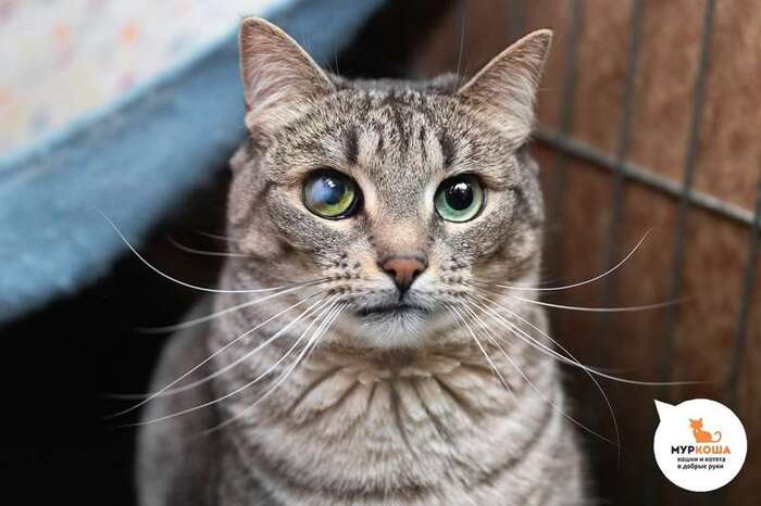 Кошка Бастинда