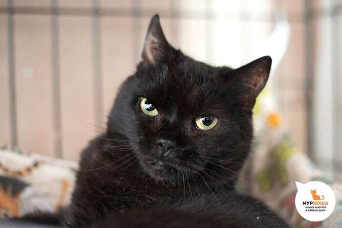 Кошка Белатрисса