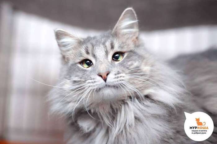 Кот Венедикт