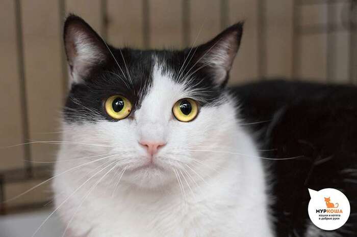 Кошка Клаудия