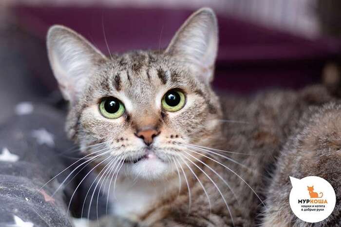 Кошка Мамми