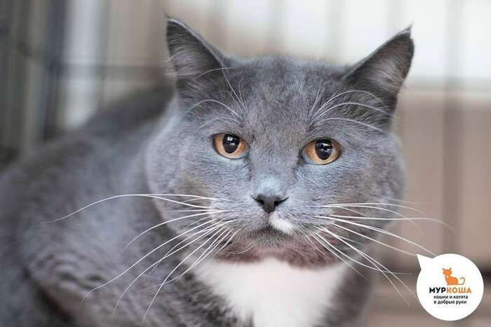 Кошка Марка