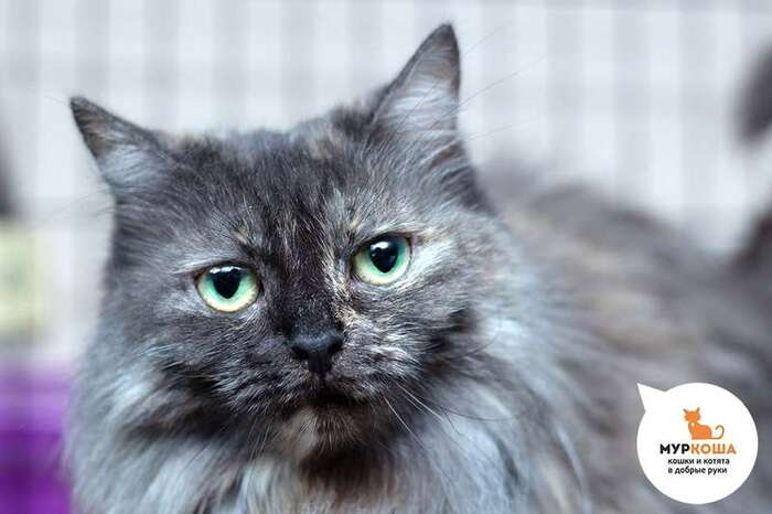 Кошка Паулита