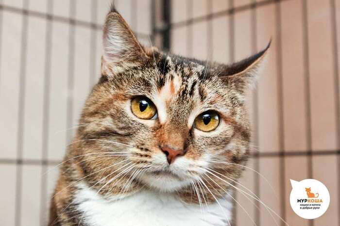 Кошка Пирлипат