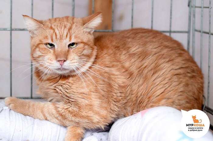 Кот Поликарп