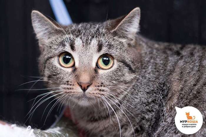 Кошка Пурысь