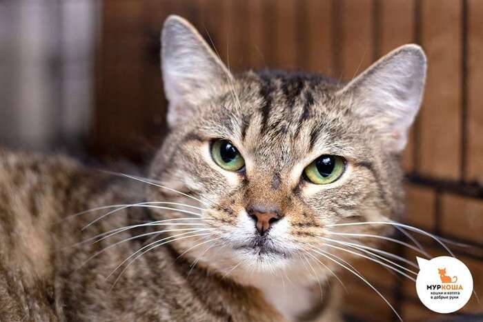 Кошка Рябинушка