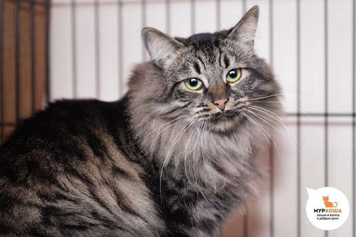 Кошка Селест