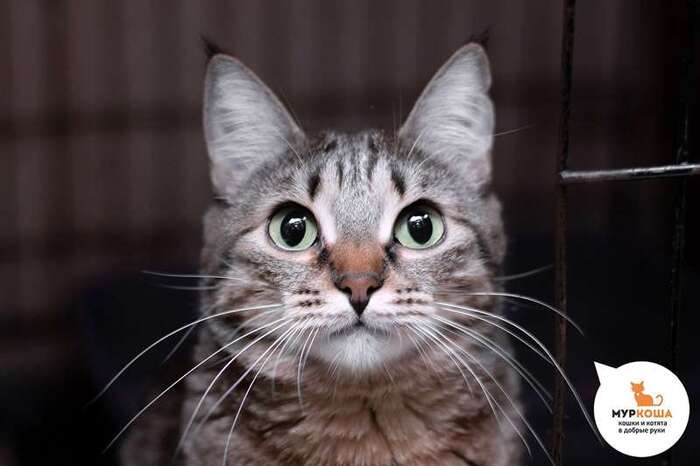 Кошка Сладость