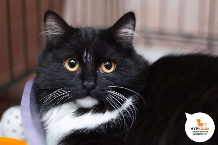 Кошка Тамала