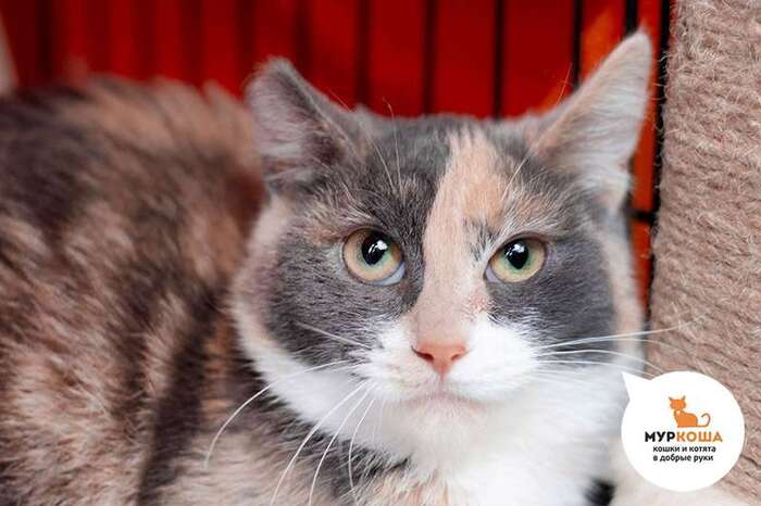 Кошка Элалия