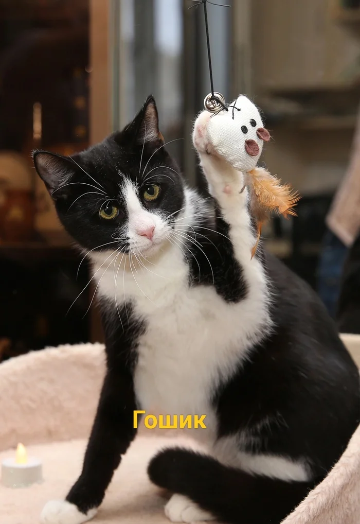 Goshik, Garik's brother... a nice guy, also looking for the only mother in the world - My, Homeless animals, Animal Rescue, Kittens, In good hands, The photo, Kolpino, Saint Petersburg, VKontakte (link), Longpost, cat