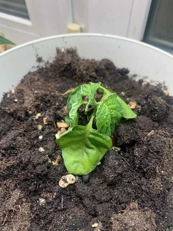 Urgently need advice. Pepper is dying - My, Hot peppers, Habanero, Longpost, Need advice