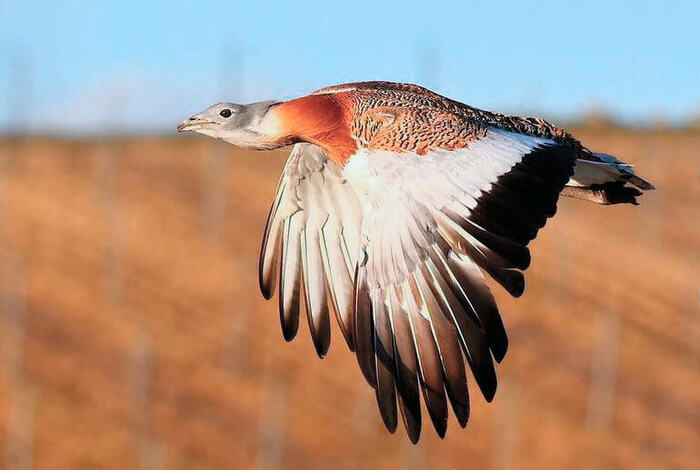 Крупнейшие летающие птицы каждого материка