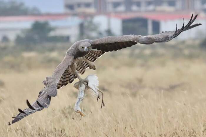 Боевой орёл с добычей