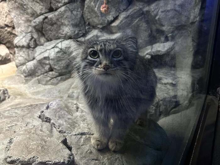 Робкая манулочка Изабель