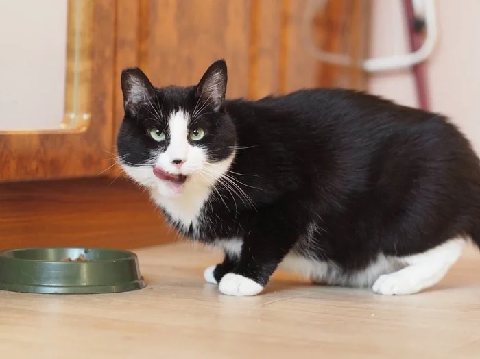 Saint Petersburg: Charismatic chubby guy is looking for a home! - My, Shelter, Overexposure, Cat lovers, In good hands, Homeless animals, cat, Black cat, Lost, Good league, Milota, Saint Petersburg, Pets, Pet the cat, No rating, Animals, Paws, Fat cats, Longpost, Video, Vertical video, Short videos