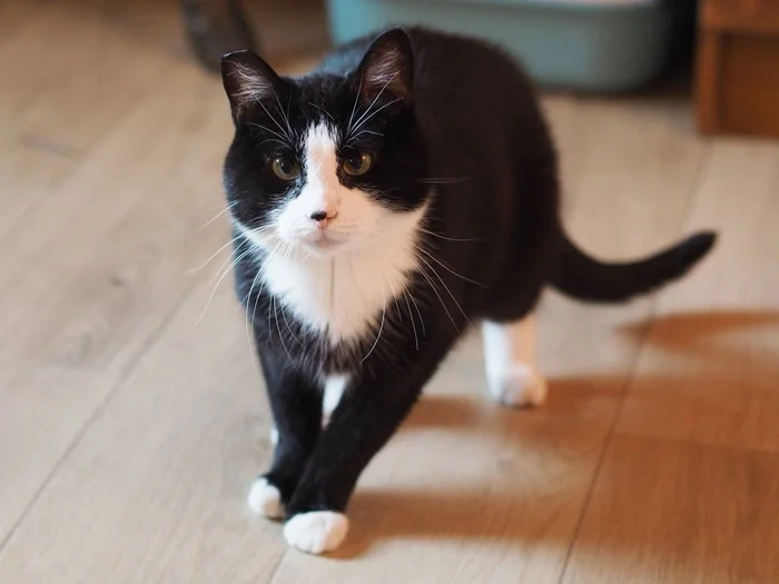 Saint Petersburg: Charismatic chubby guy is looking for a home! - My, Shelter, Overexposure, Cat lovers, In good hands, Homeless animals, cat, Black cat, Lost, Good league, Milota, Saint Petersburg, Pets, Pet the cat, No rating, Animals, Paws, Fat cats, Longpost, Video, Vertical video, Short videos