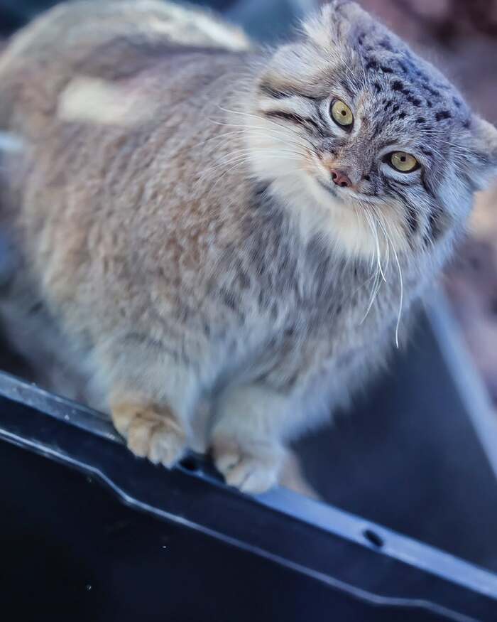 Доброго субботнего утра от Оливы