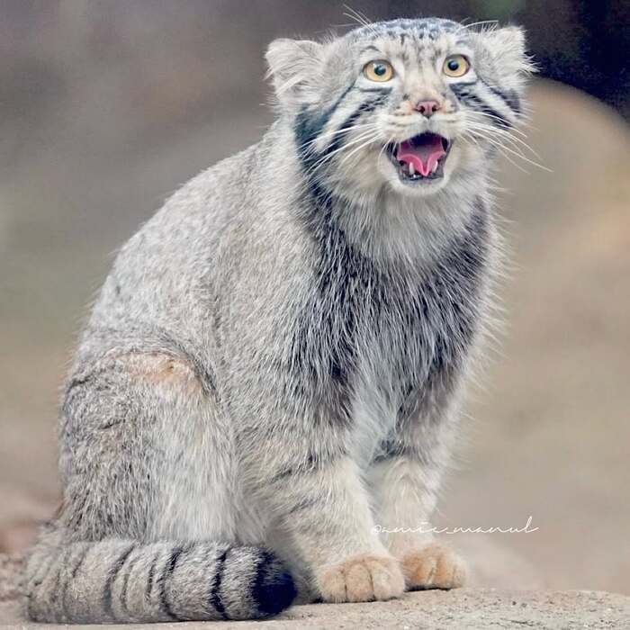 Когда принесли вкусняшку