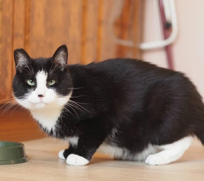 Saint Petersburg: Charismatic chubby guy is looking for a home! - My, Shelter, Overexposure, Cat lovers, In good hands, Homeless animals, cat, Black cat, Lost, Good league, Milota, Saint Petersburg, Pets, Pet the cat, No rating, Animals, Paws, Fat cats, Longpost, Video, Vertical video, Short videos