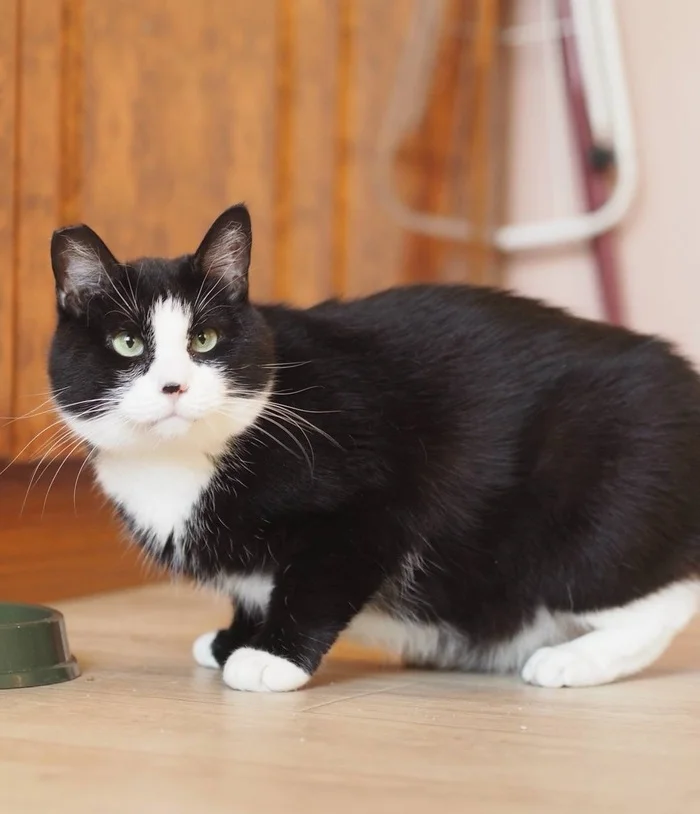 Saint Petersburg: Charismatic chubby guy is looking for a home! - My, Shelter, Overexposure, Cat lovers, In good hands, Homeless animals, cat, Black cat, Lost, Good league, Milota, Saint Petersburg, Pets, Pet the cat, No rating, Animals, Paws, Fat cats, Longpost, Video, Vertical video, Short videos