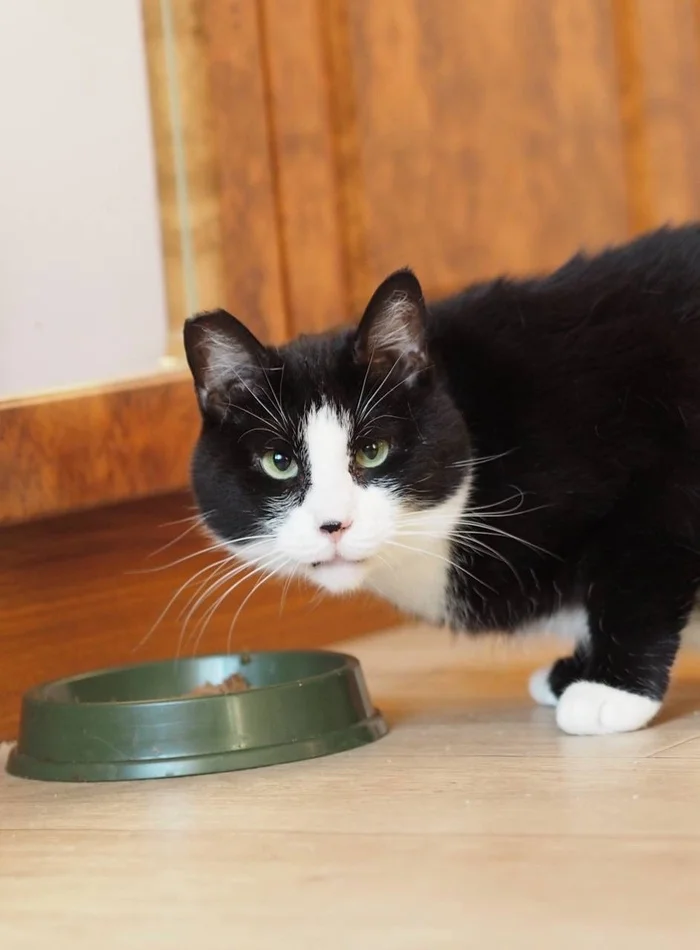 Saint Petersburg: Charismatic chubby guy is looking for a home! - My, Shelter, Overexposure, Cat lovers, In good hands, Homeless animals, cat, Black cat, Lost, Good league, Milota, Saint Petersburg, Pets, Pet the cat, No rating, Animals, Paws, Fat cats, Longpost, Video, Vertical video, Short videos