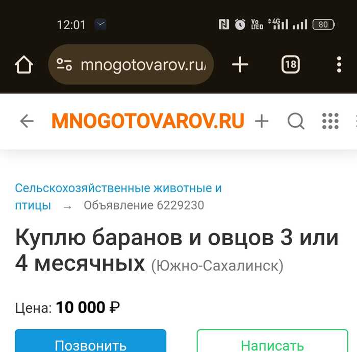 Овцов продаете? Нет, показываем. Красивое