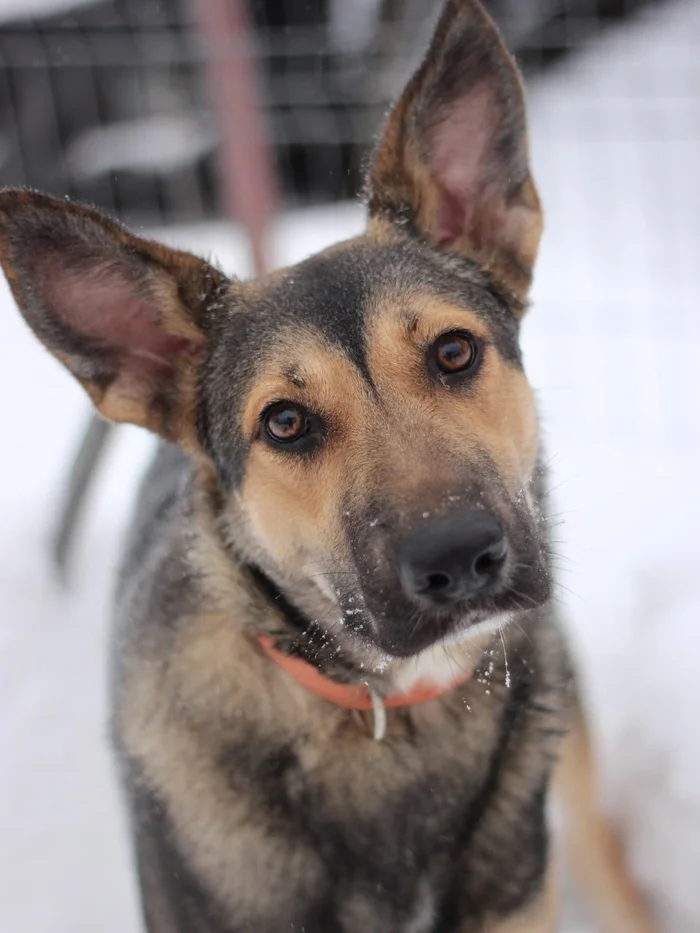 Saint Petersburg and Leningrad region: Positive girl 9 months old in good hands! - My, Repeat, Animal shelter, Helping animals, The strength of the Peekaboo, Dog, The dog is missing, Found a dog, In good hands, Kindness, Milota, No rating, Saint Petersburg, Dog lovers, Volunteering, Good league, Lost, Animals, Homeless animals, Pets, Animal Rescue, Longpost, Video, Vertical video, Short videos