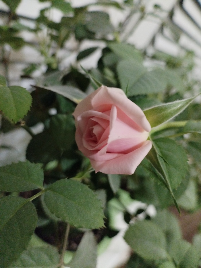 "" ,   , , , , ,  ,  , ,  , , 