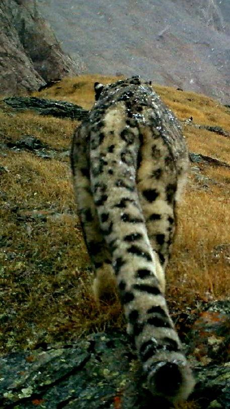 Снежный барс. Фото <a href="https://pikabu.ru/story/khvost_rulit_12297261?u=https%3A%2F%2Ft.me%2Faltay_irbis1%2F3402&t=%D0%BE%D1%82%D1%81%D1%8E%D0%B4%D0%B0&h=591ce6d370f14cd9ee0bc8e2255eaaac16fcd743" title="https://t.me/altay_irbis1/3402" target="_blank" rel="nofollow noopener">отсюда</a>