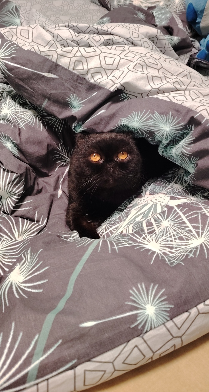 Васька. Просто кошка на одеяле