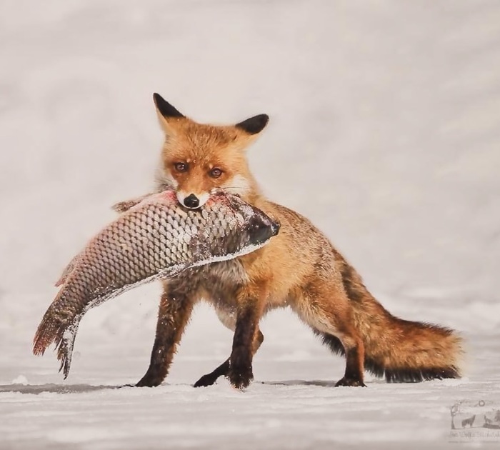 ��������� ����� �������