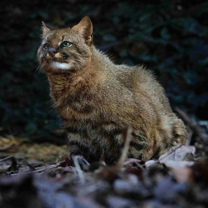 Пампасская кошка