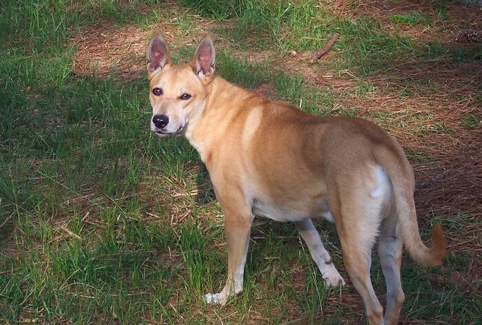 https://en.m.wikipedia.org/wiki/Carolina_Dog «<a href=