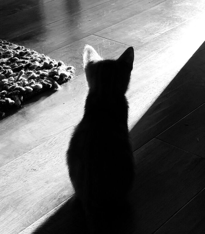 Терминатор