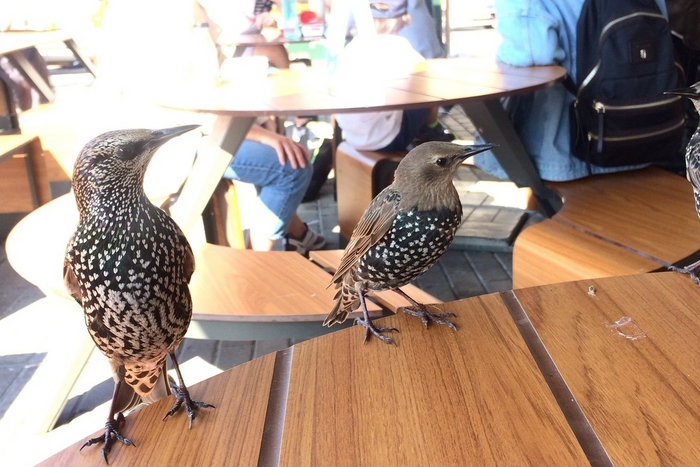 Подайте детям на пропитание!