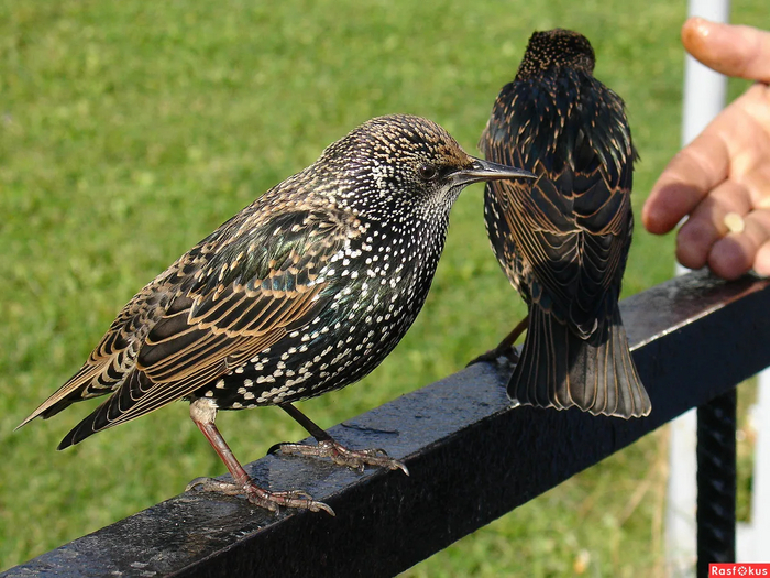 Человек и скворец подписывают договор о войне с голубями. Фото в цвете.