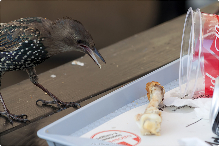 Вот гады, опять за собой не убрали!