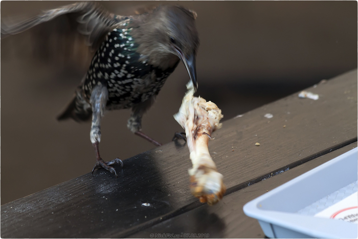 Придется за некультурных людей всю грязную работу делать!