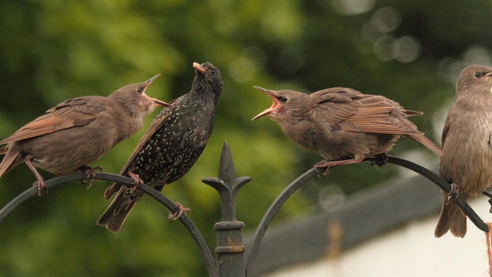Конечно, как прокормить столько ртов без человеческой помощи?!