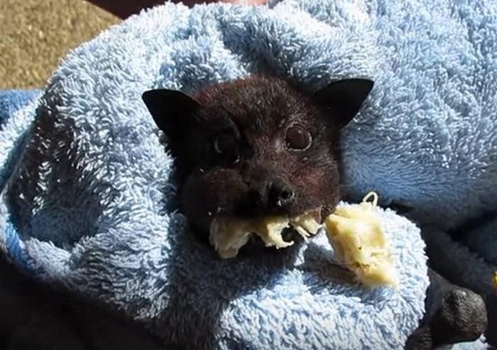 Обжираться сладким под тёплым пледиком – любимое занятие всех млекопитающих.