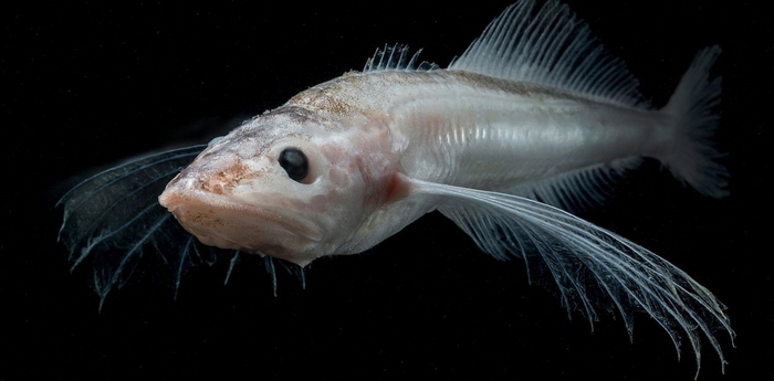 Люди: стесняются идти в обратном направлении, когда поняли, что идут не в ту сторону. Голомянки: меняют ход своей эволюции, потому что передумали.