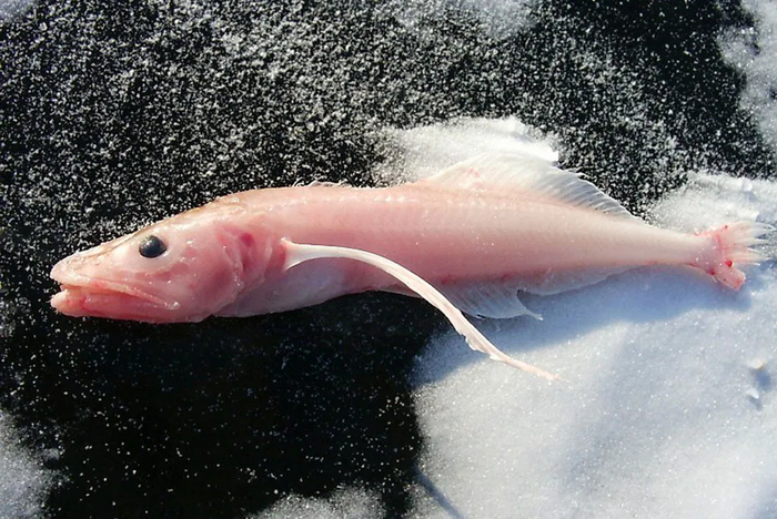 Успешный успех слишком сильно поднял меня наверх.