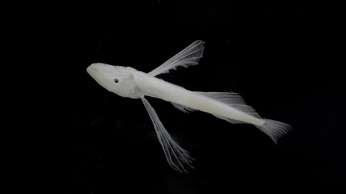 Когда та самая тощая подруга говорит, что она толстая.