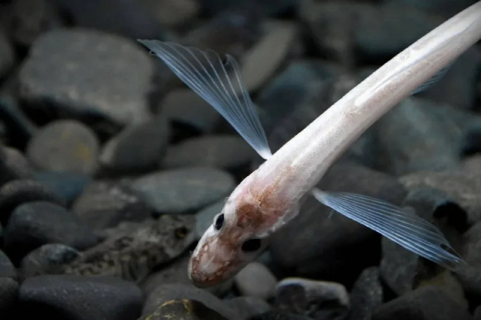 Сама голомянка питается байкальскими рачками. Которые также являются эндемиками озера.